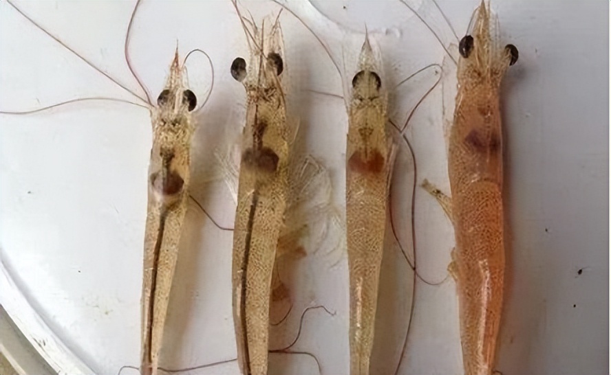 对虾肠炎怎么看,对虾肠炎能吃吗