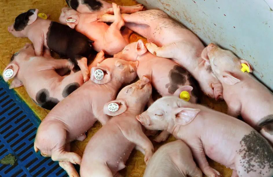 仔猪拉稀并偶尔咳嗽怎么办,仔猪拉稀咳嗽厉害怎么办