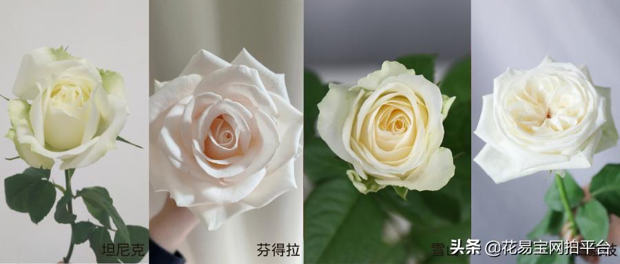 情人节送花送什么最好,情人节送花什么花可以放的时间长