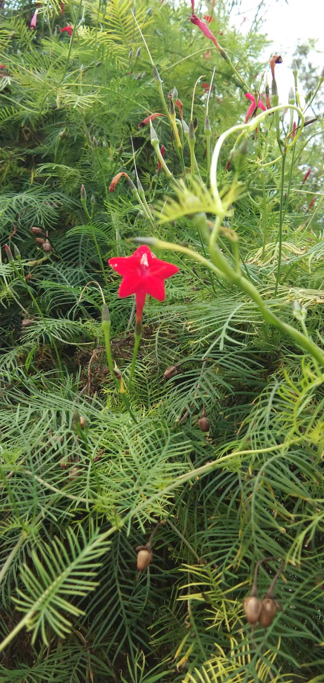 过年期间庭院开的草花,过年庭院开的花有哪些