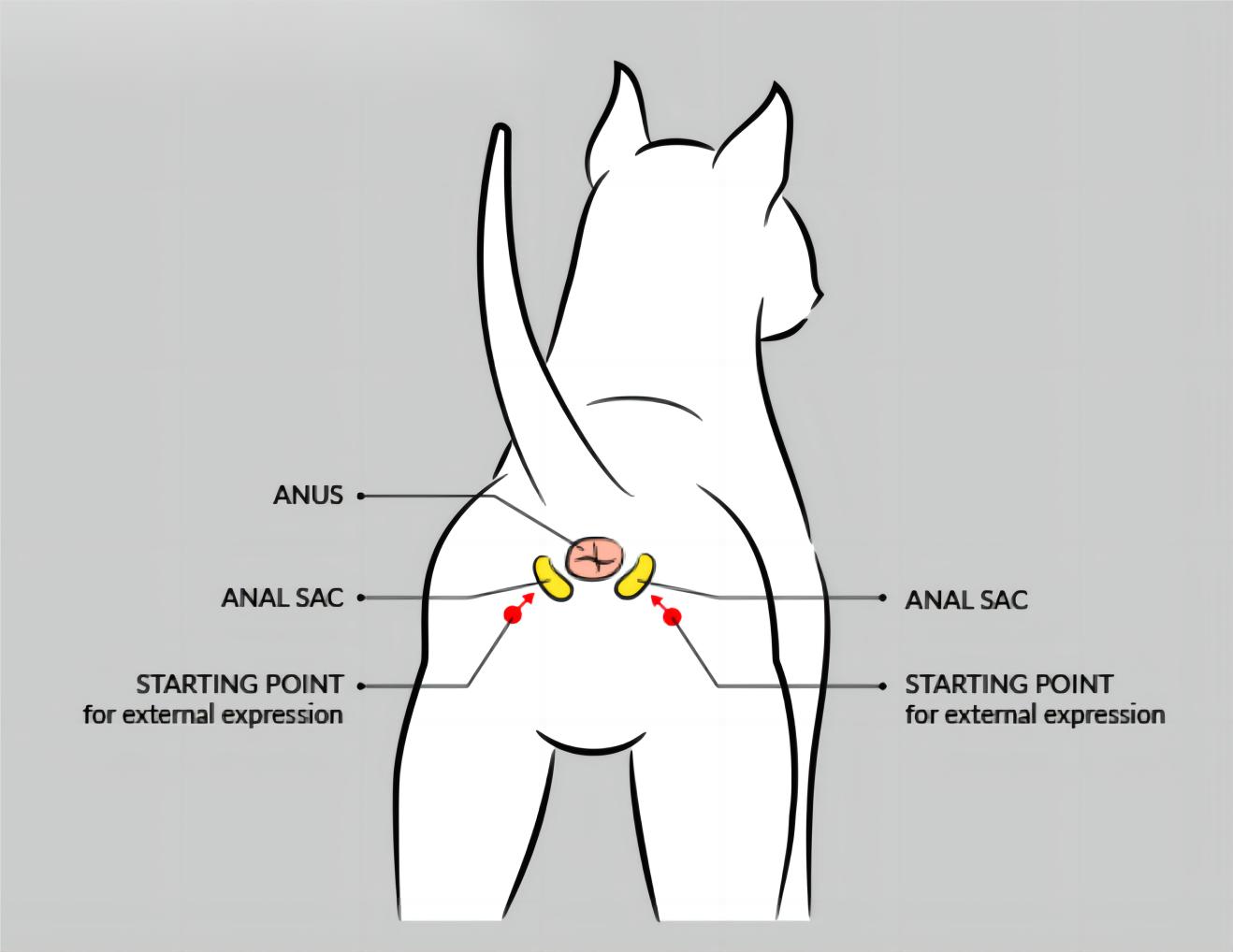 为什么动物在交配前，会先闻闻对方的屁股？这是什么礼节吗？
