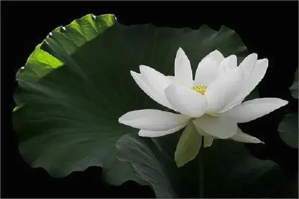 退休后的女人在家该做什么,女性退休之后该怎样生活