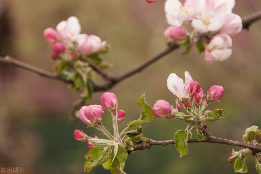 园艺师证件怎样办,园艺师证书怎么找工作