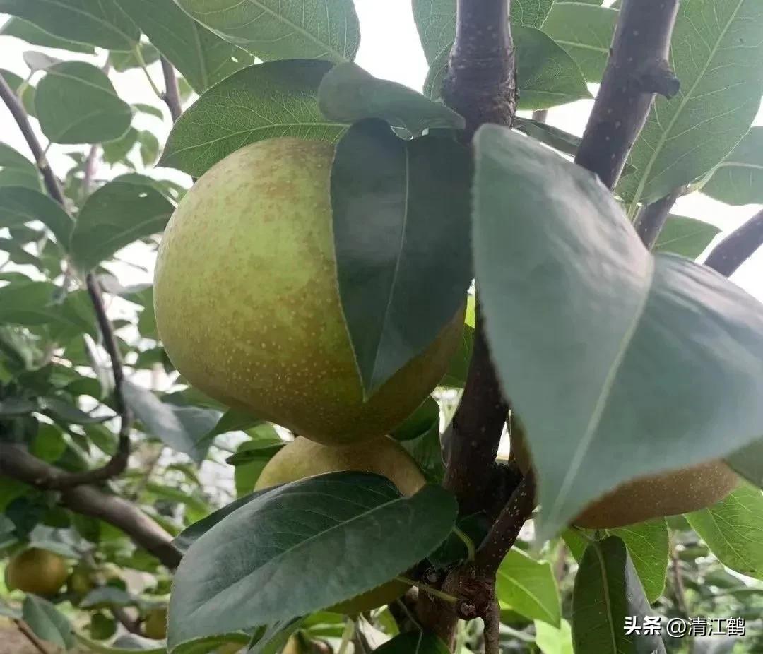 怎样辨别叶面肥好坏,叶面肥怎样选择真假和用量