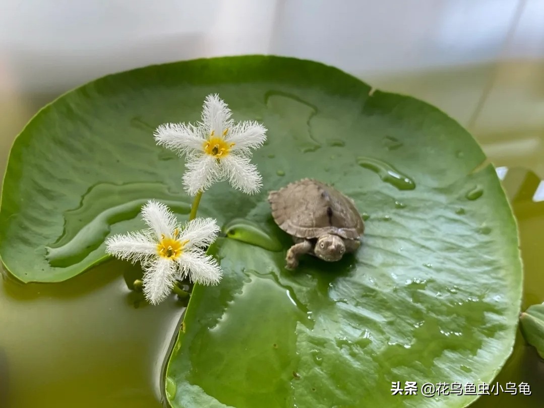 斑点龟饲养环境布置,透明周转箱养龟环境布置
