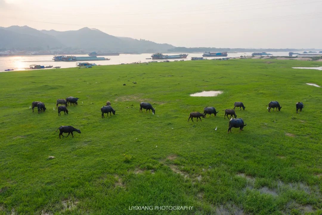 清远鸡什么地方最好,清远鸡冷知识