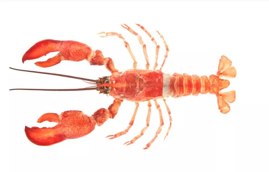 怎么挑选波龙,玫瑰龙虾和波龙的区别在哪