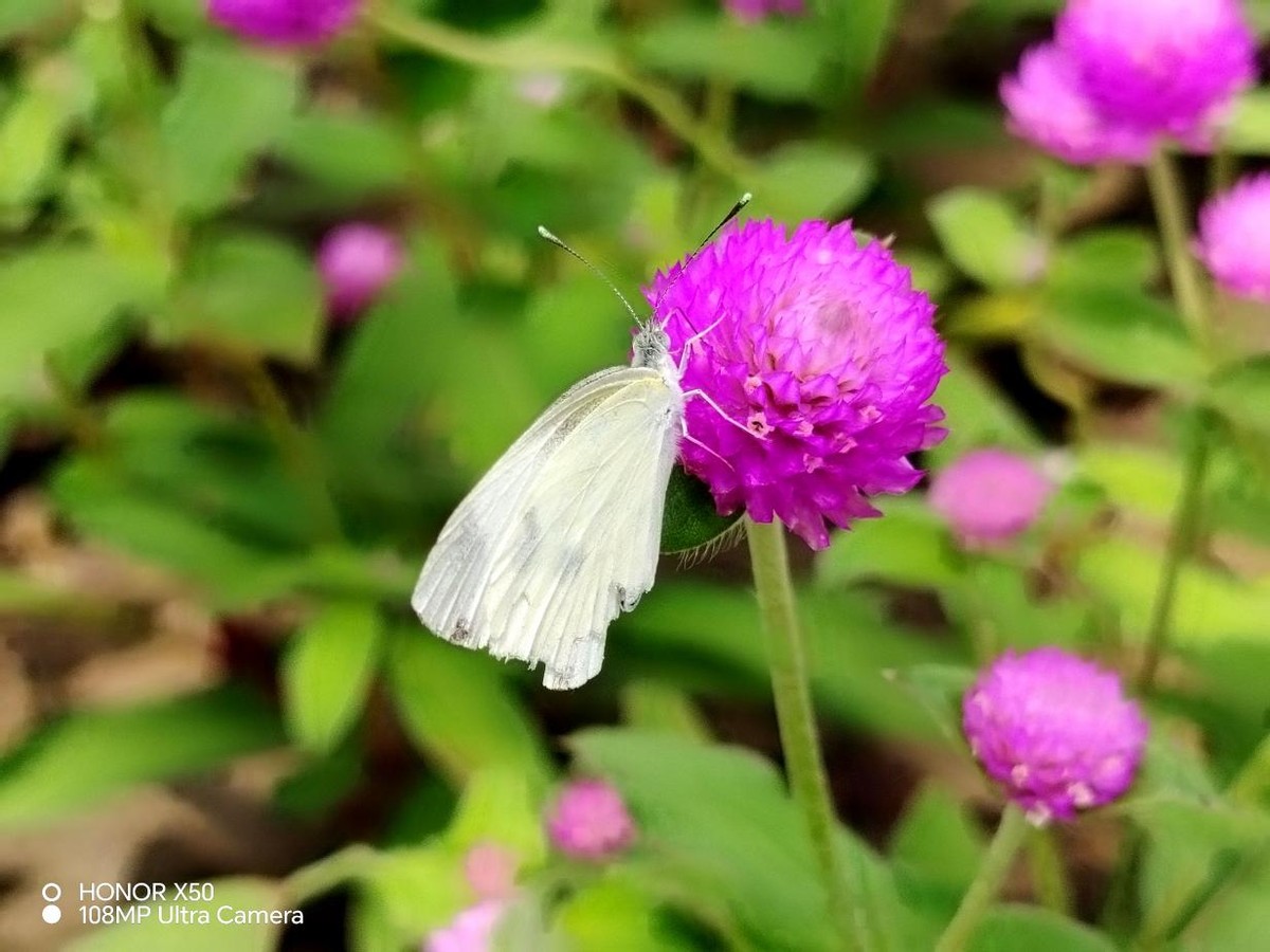 荣耀x50真实体验感受,荣耀x50上手体验打游戏