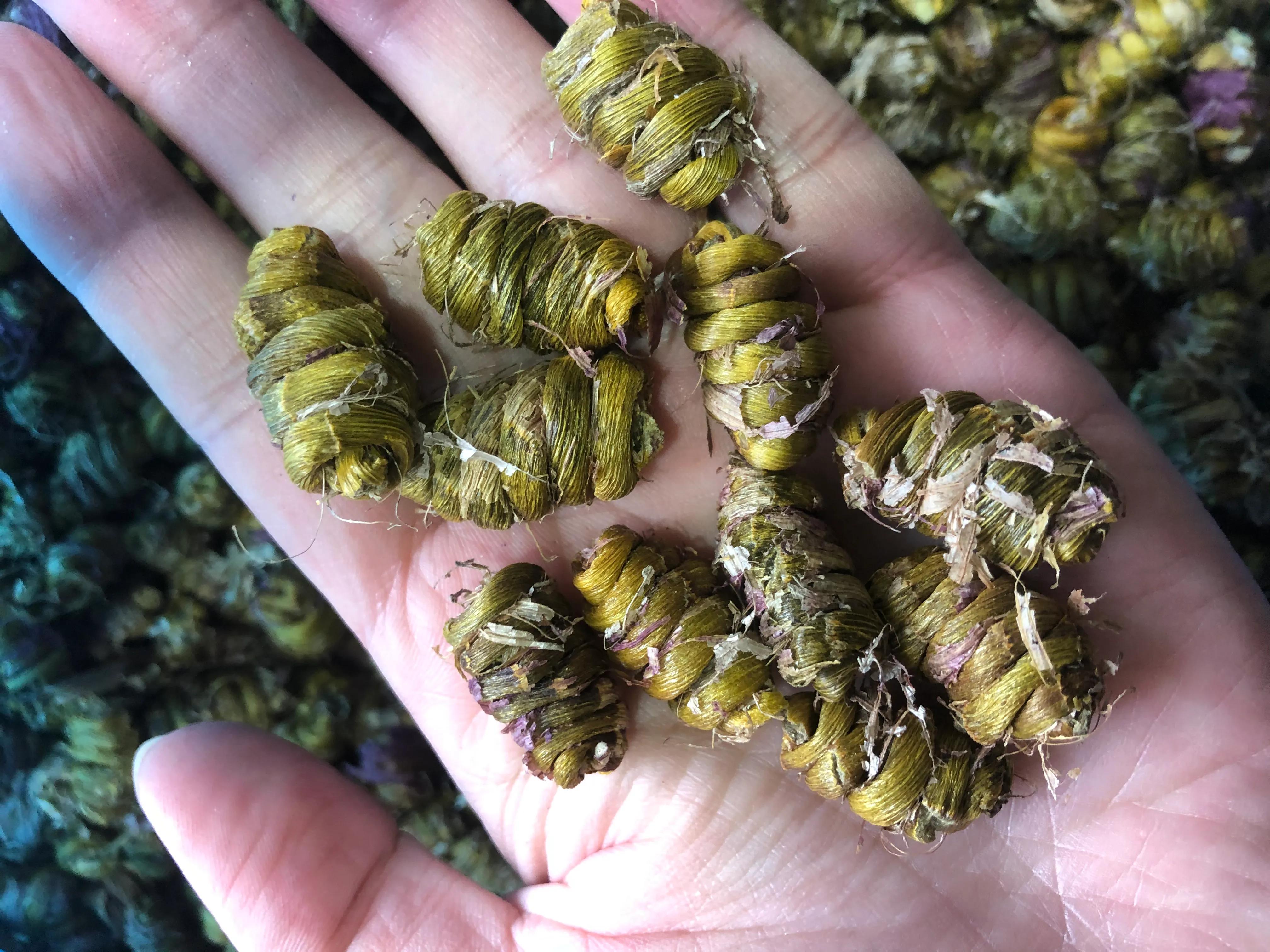 铁皮枫斗作用原理,铁皮枫斗养殖方法