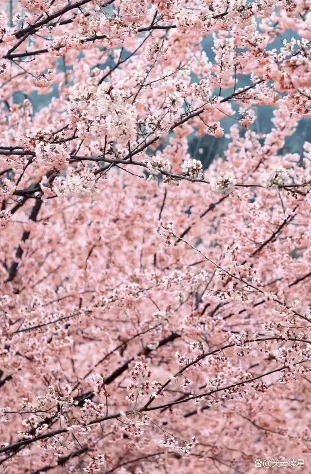 在温暖的春风里与樱花来场约会,赶在春天的末尾赴一场樱花之约