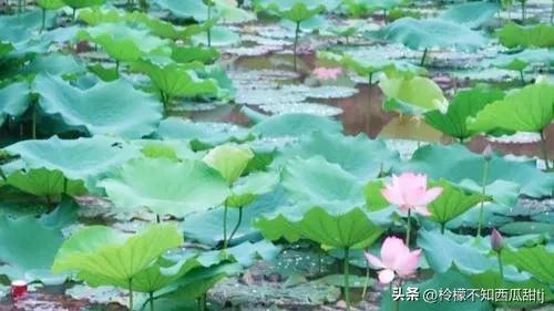 夏日荷花编绳教程,夏日荷花季怎么用诗句赞美荷花