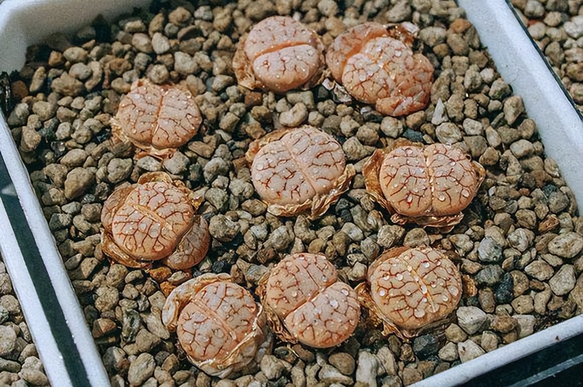 多肉生石花中间长出小芽怎样办,多肉生石花用纯颗粒土控养怎么样