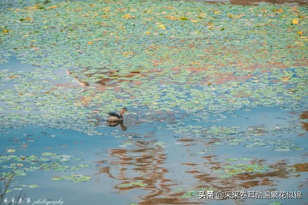 西昌邛海自驾游攻略最佳路线,西昌邛海旅游六要素