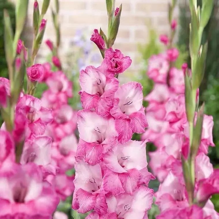 剑兰，锦绣山河，如花美剑｜花名册No.00179