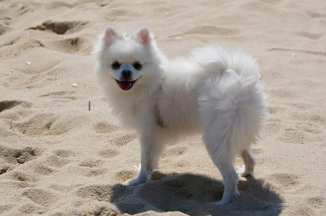 狗狗指甲断了肿了怎么在家处理,狗狗小指甲断了怎么办