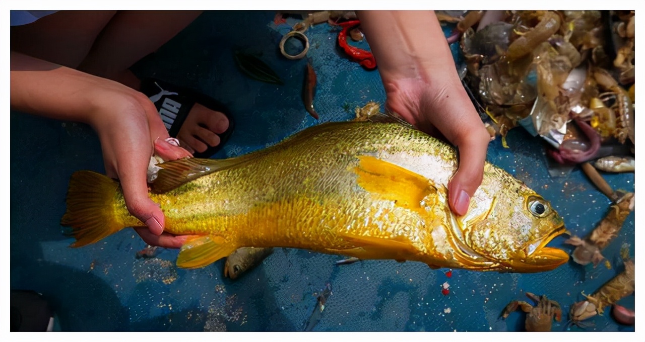 渔民一网捞出2450公斤野生大黄鱼,浙江渔民抓到黄鱼卖了近亿元