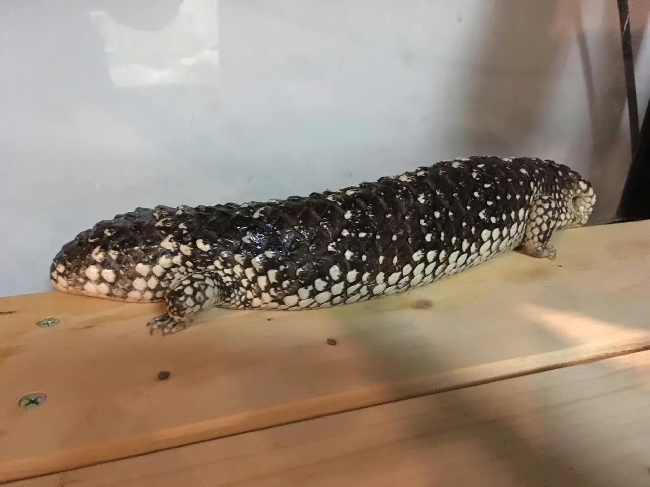 全身每个部位都没有肉,全身上下什么都没有就是肚皮疼