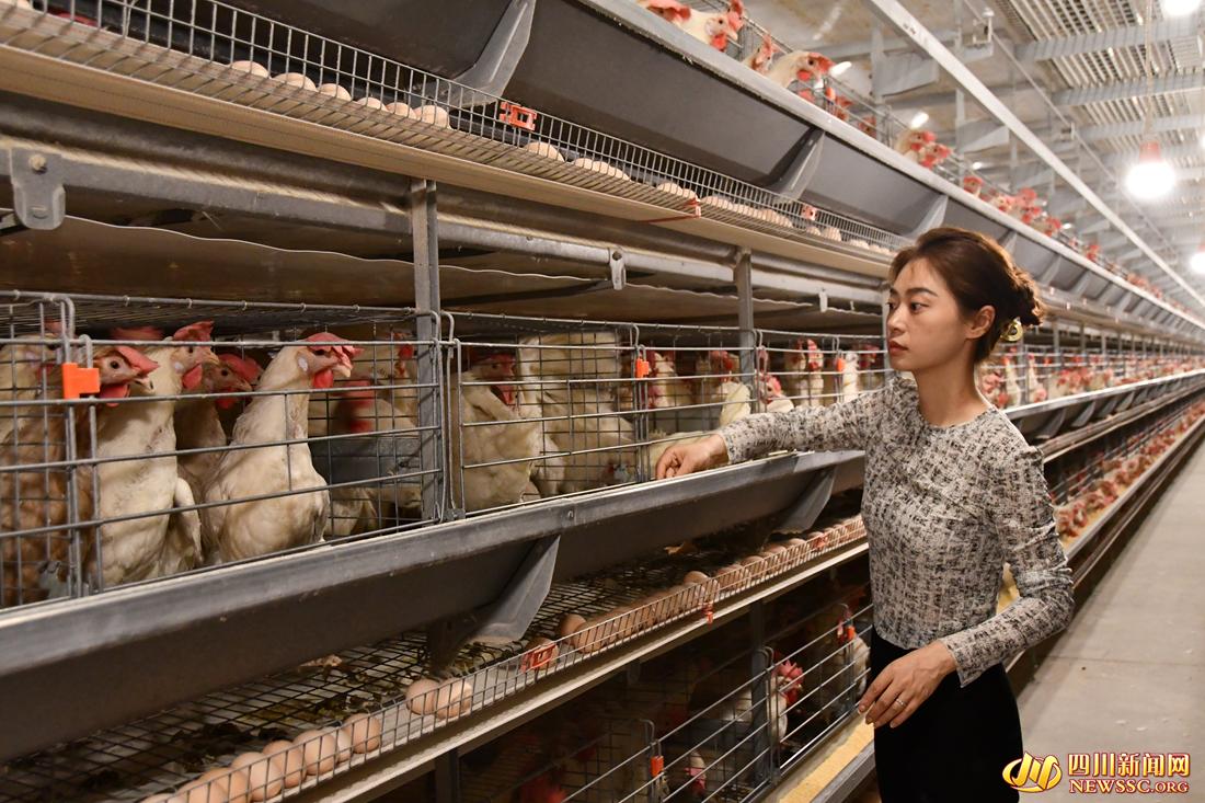 【回村的年轻人③】从美国加州到四川“嘉州”海归女孩点亮秘密“鸡地”