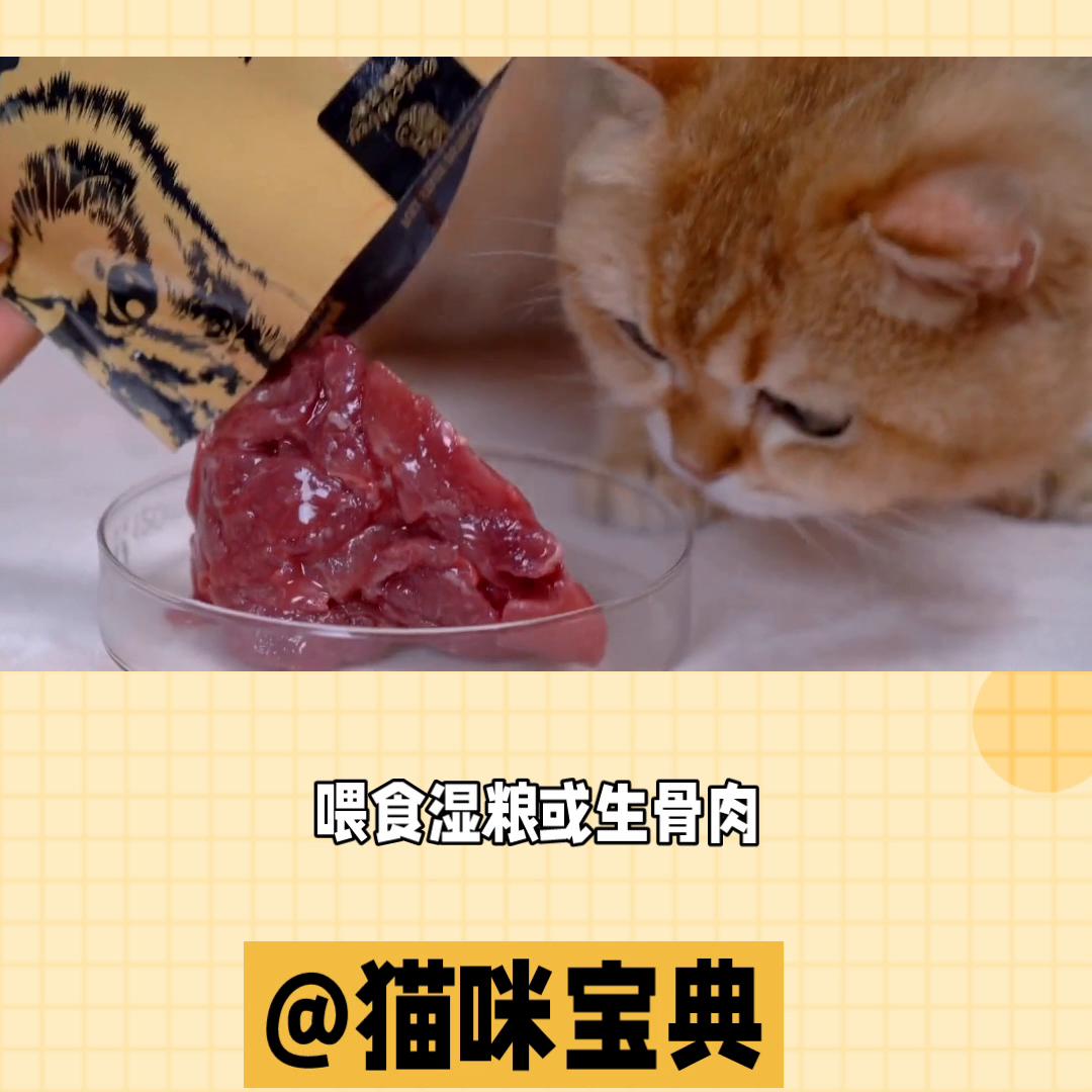 夏季养猫注意事项,冬天养猫好还是夏天养猫好