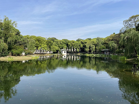 鍒濆涔嬫梾榛勯噾娴峰哺,鍒濆涔嬫梾
