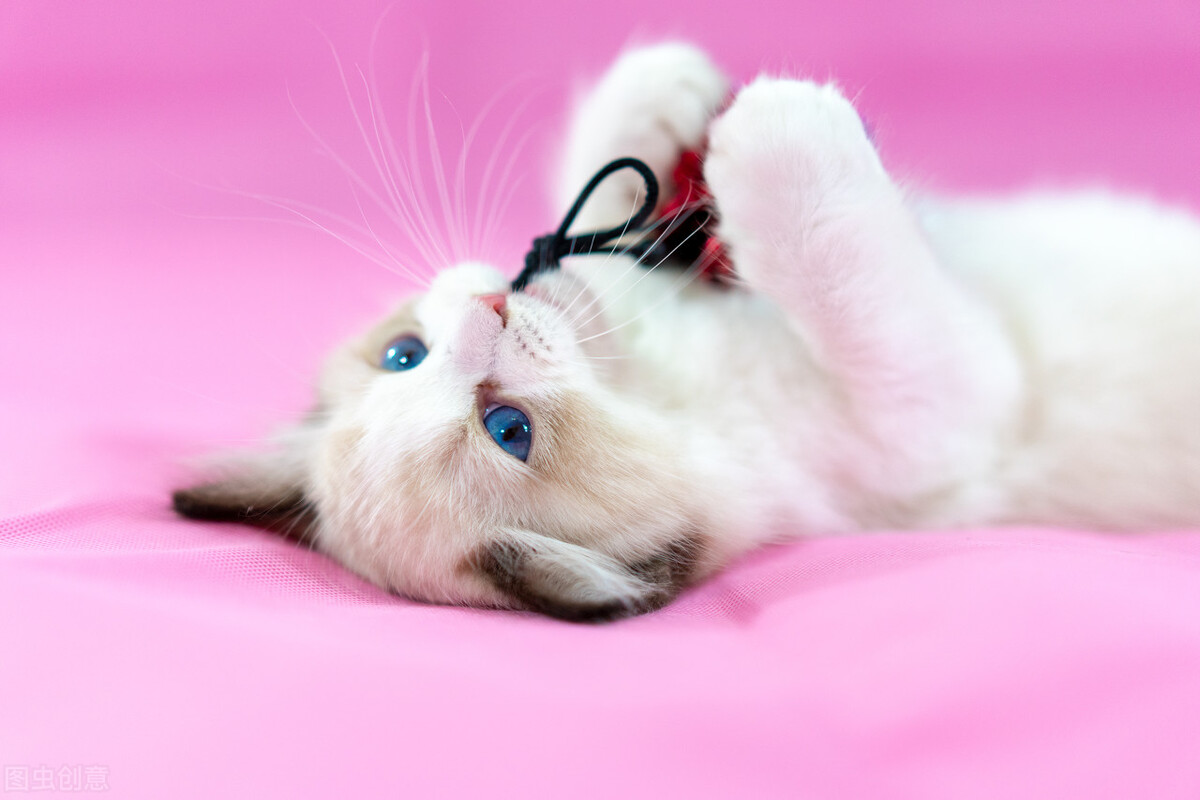 科学养猫攻略之新手养猫注意事项,养猫攻略养猫之前要知道的10件事