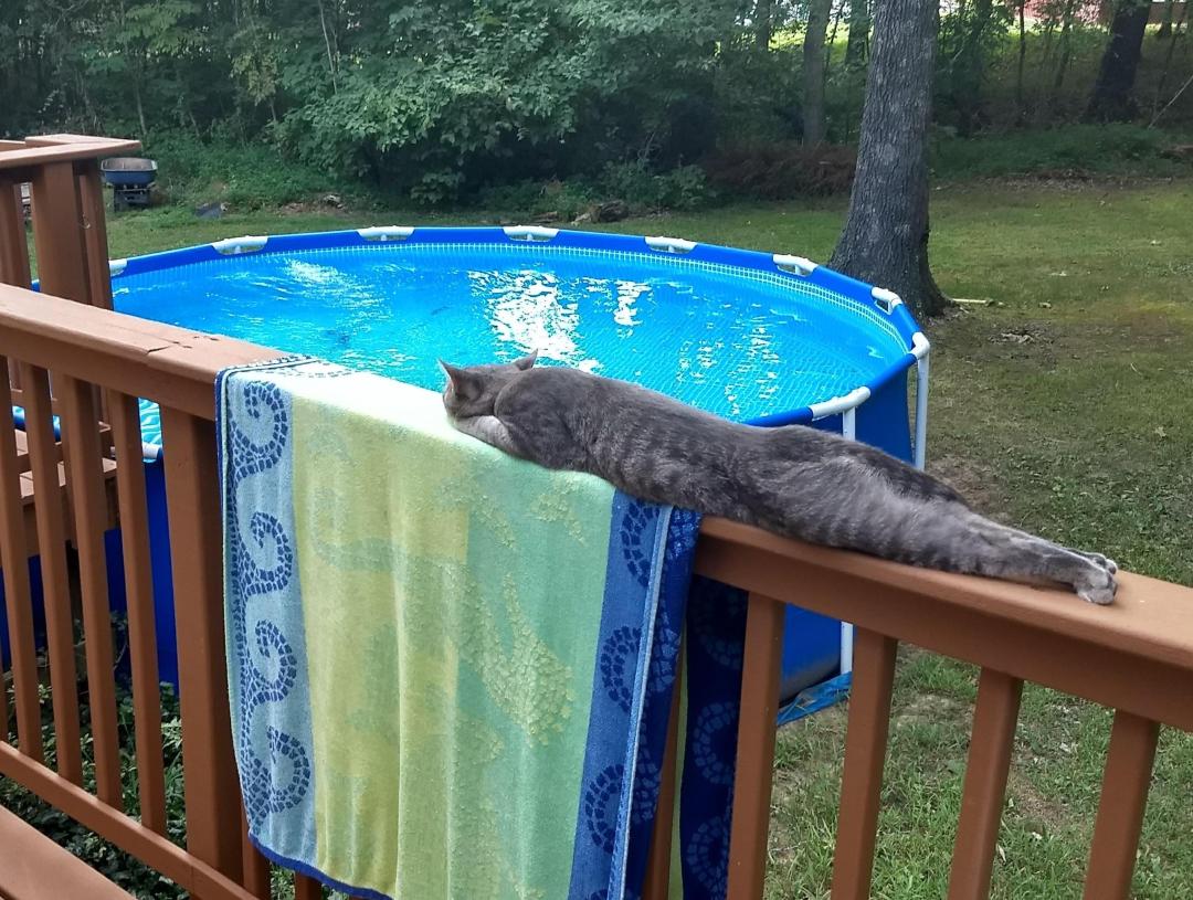 液体猫猫大合集！有毛巾嘛？我们家的小猫又流出来啦