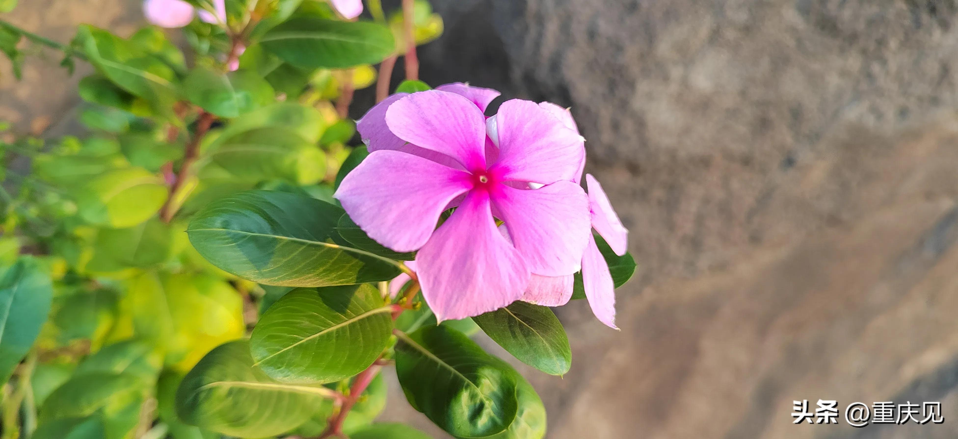 重庆可靠的牙科诊所都有哪些,好牙科诊所