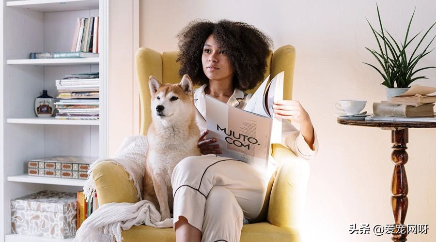 狗狗产后发烧的症状,狗狗发烧的症状和解决方法