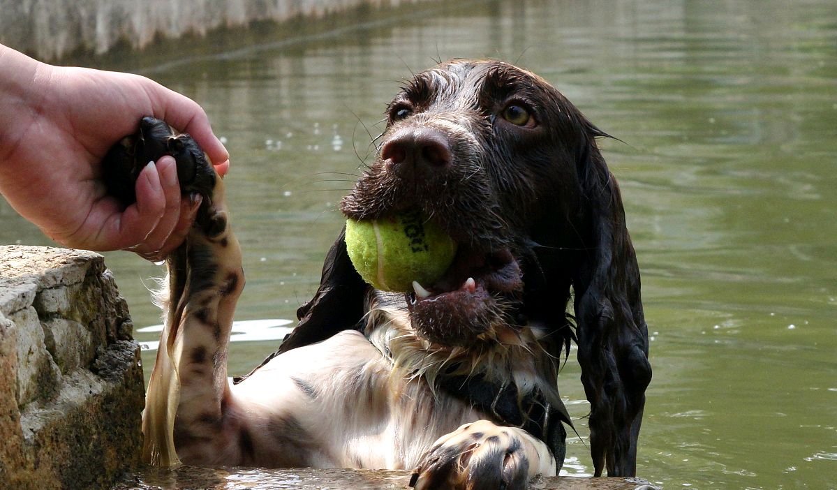 狗狗半夜叫扰民怎么制止,狗狗半夜不停挠地怎么回事