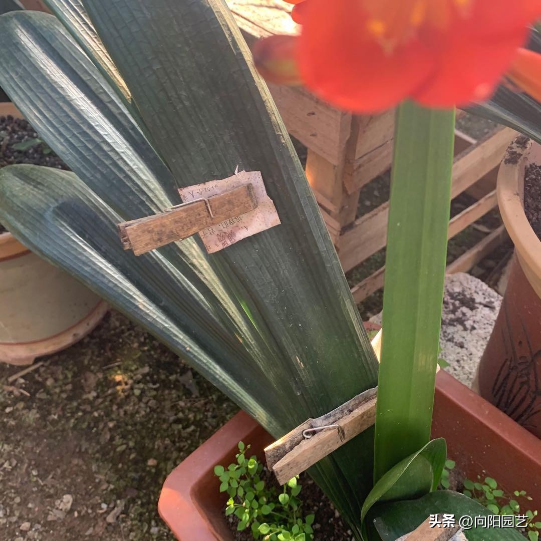 君子兰买小苗好还是大苗好,网上买的裸根君子兰种植方法步骤