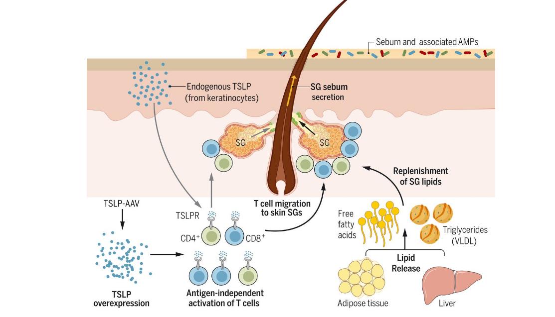 有些女性下身无毛是怎么回事？这4个原因，为了健康，最好了解