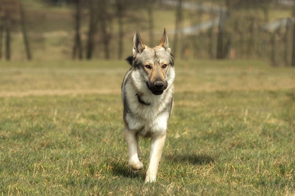 狼和母羊爱情故事,狼与羊的爱情故事
