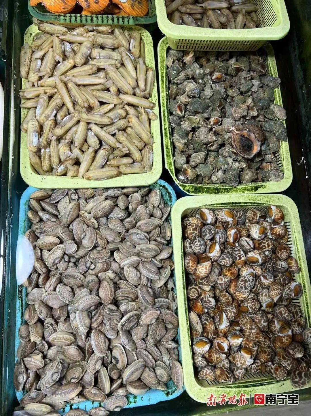 南宁哪个海鲜市场海鲜多便宜,南宁海鲜市场现状