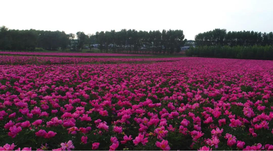 拜登支持催生新产业,黑龙江省拜泉县发展规划