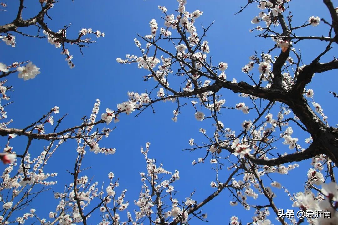 花的飞花令诗句100句,春天的飞花令诗句全集