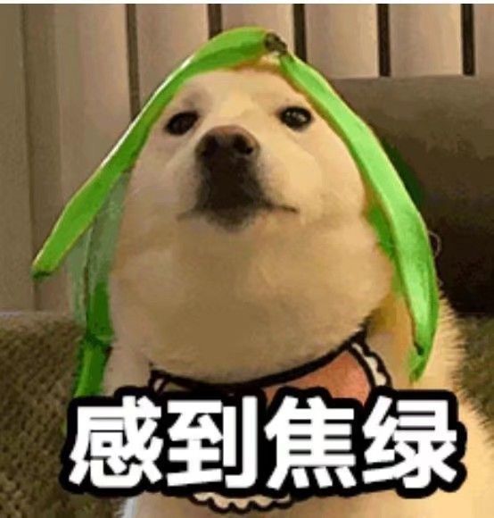 宠主三个月狗狗眼睛变白色？菲尔顿：再不治就要失明了