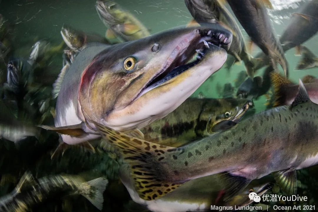 大海水下摄影作品欣赏,oceanart