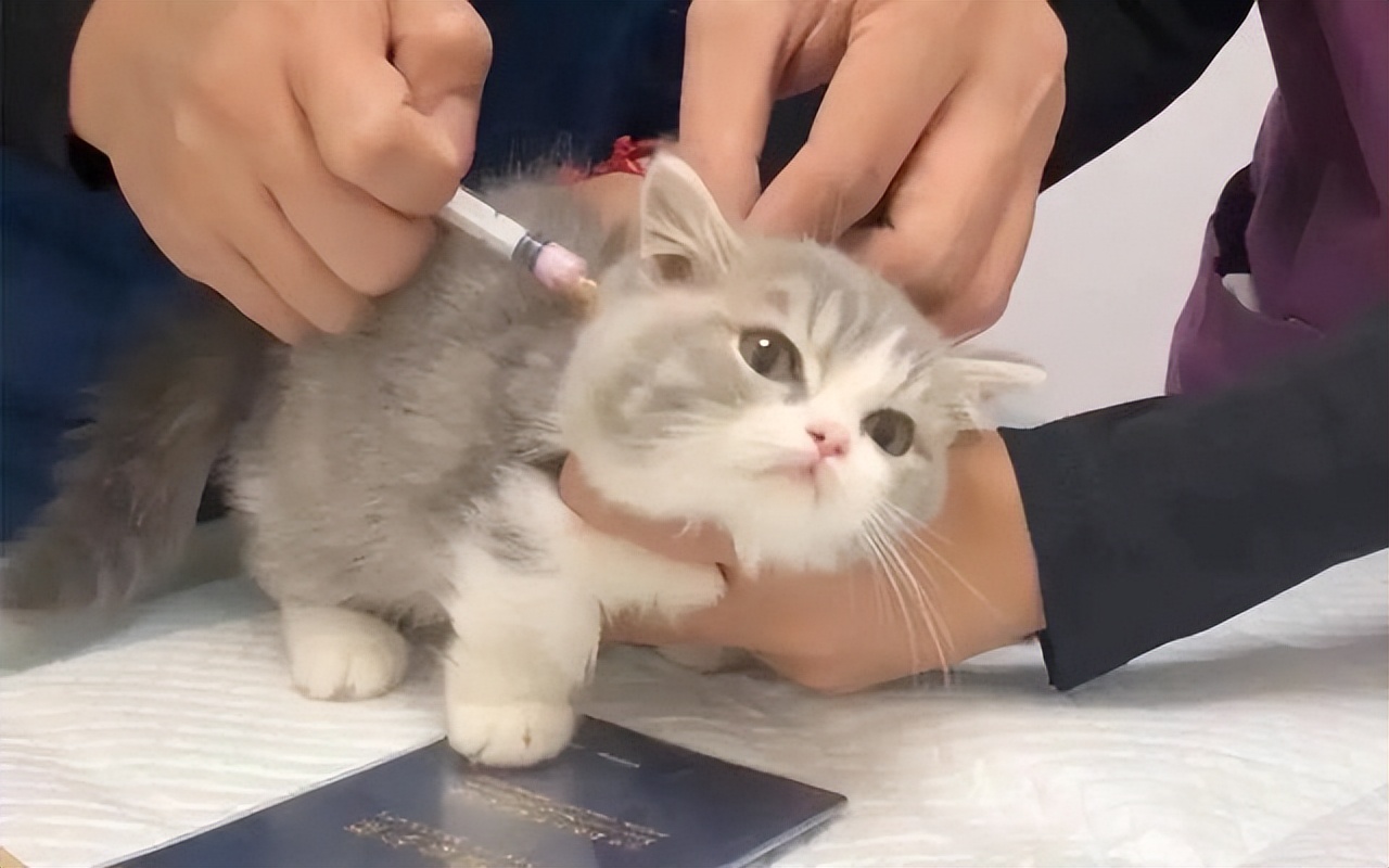 给猫咪看病要花2万块，我想把猫咪丢掉