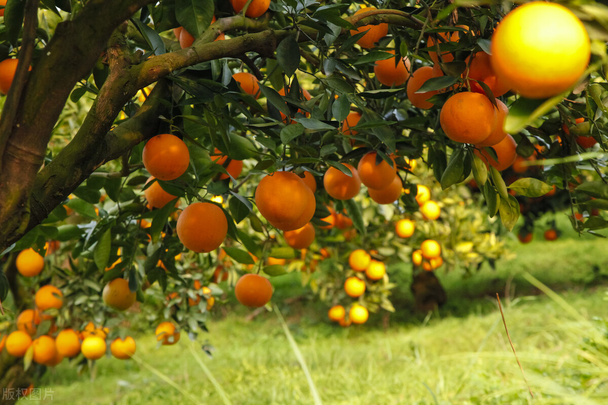 柑橘保果如何抢救看这篇就够了,柑橘保果知识点总结