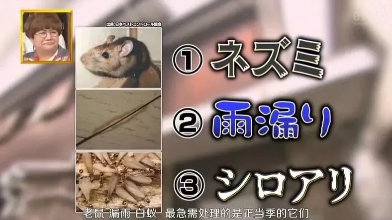 日本林志玲,从模特变包工头!砸4000W买破房,又花500W拆了重装