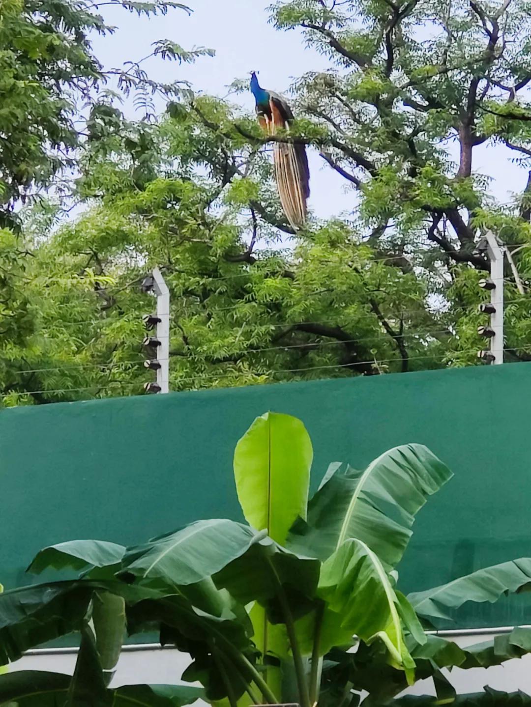 集中营六记,集中营逃亡7年