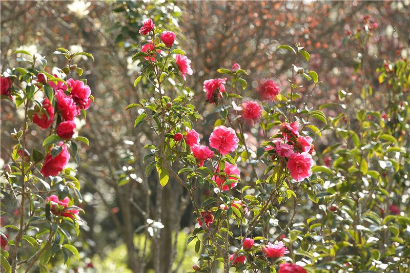 新昆楚大高速楚雄昆明入口,新昆楚大高速楚雄段