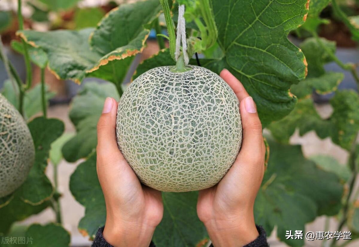 瑞红甜瓜后期大量裂瓜是怎么回事,绿宝甜瓜授粉后幼瓜裂瓜怎么解决