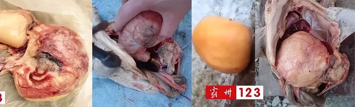 值钱?霸州村民宰鸡发现金黄色“鸡宝”?快来看看