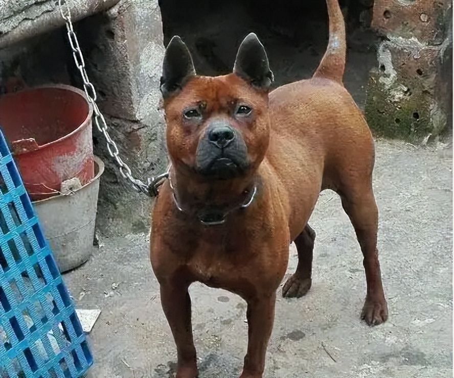 为什么好多人养了狗又不养了,为什么越来越多的人养橘猫