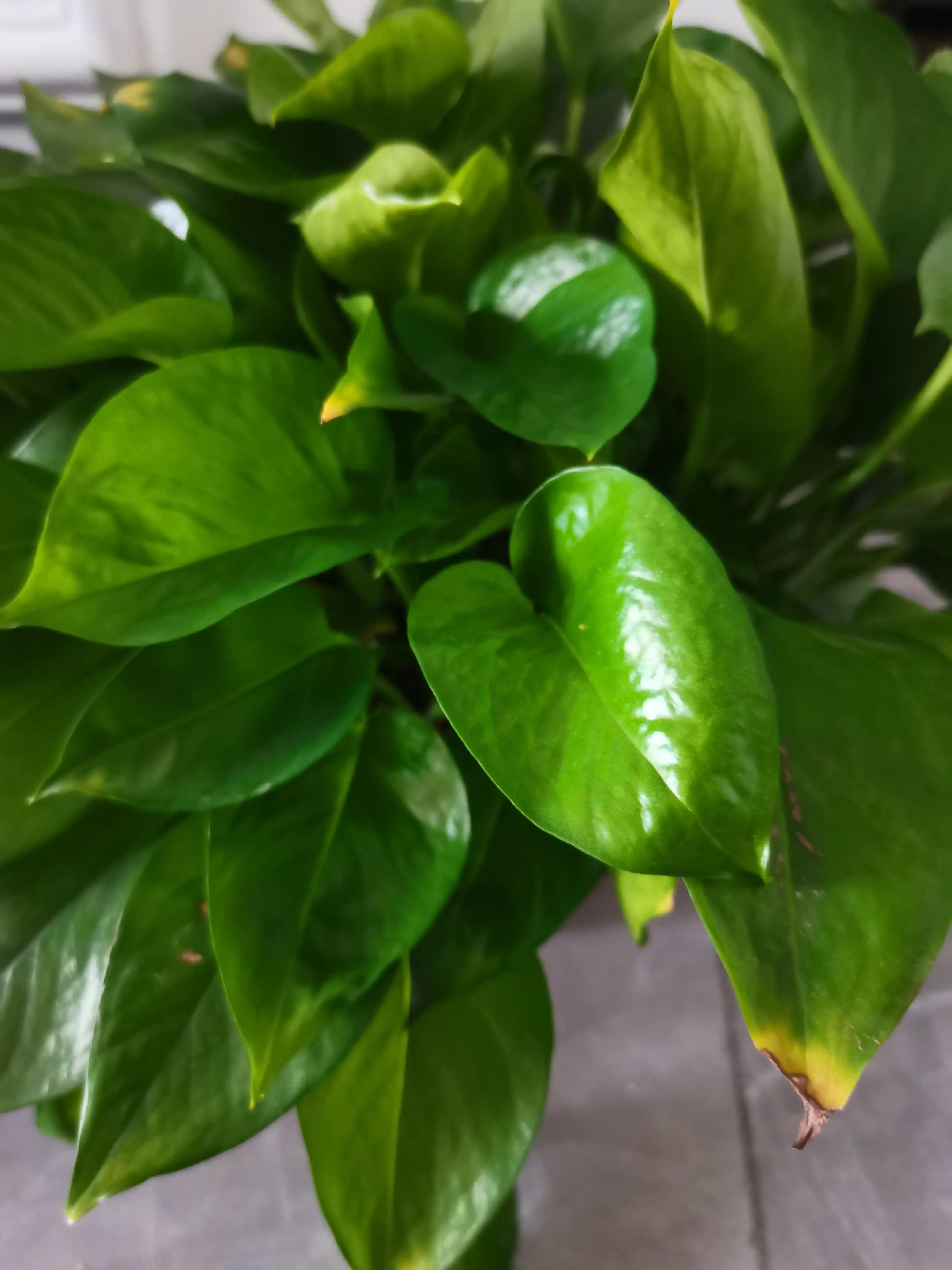 都说虎毒不食子,为什么要说虎毒不食子