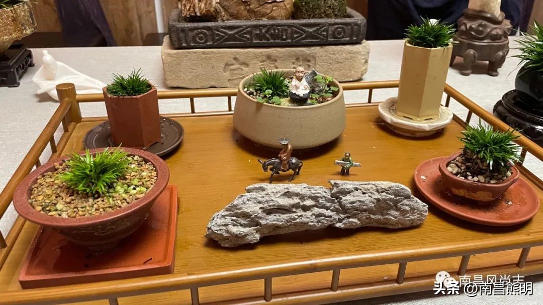 鍏竴鍎跨鑺傚叞鑺辫崏,鍏竴鍎跨鑺傜尓绗艰崏