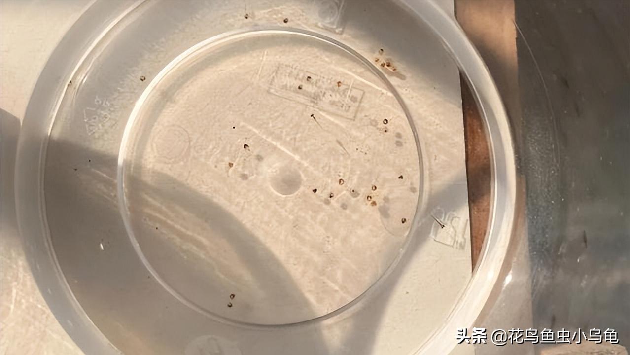 观背青鳉孵化出来需要和卵分开吗,观背青鳉从卵孵化到长大需要多久