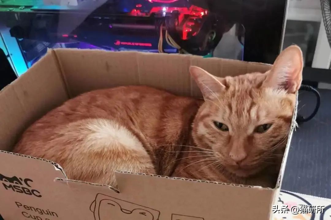 救命！猫咪太黏我了怎么办？