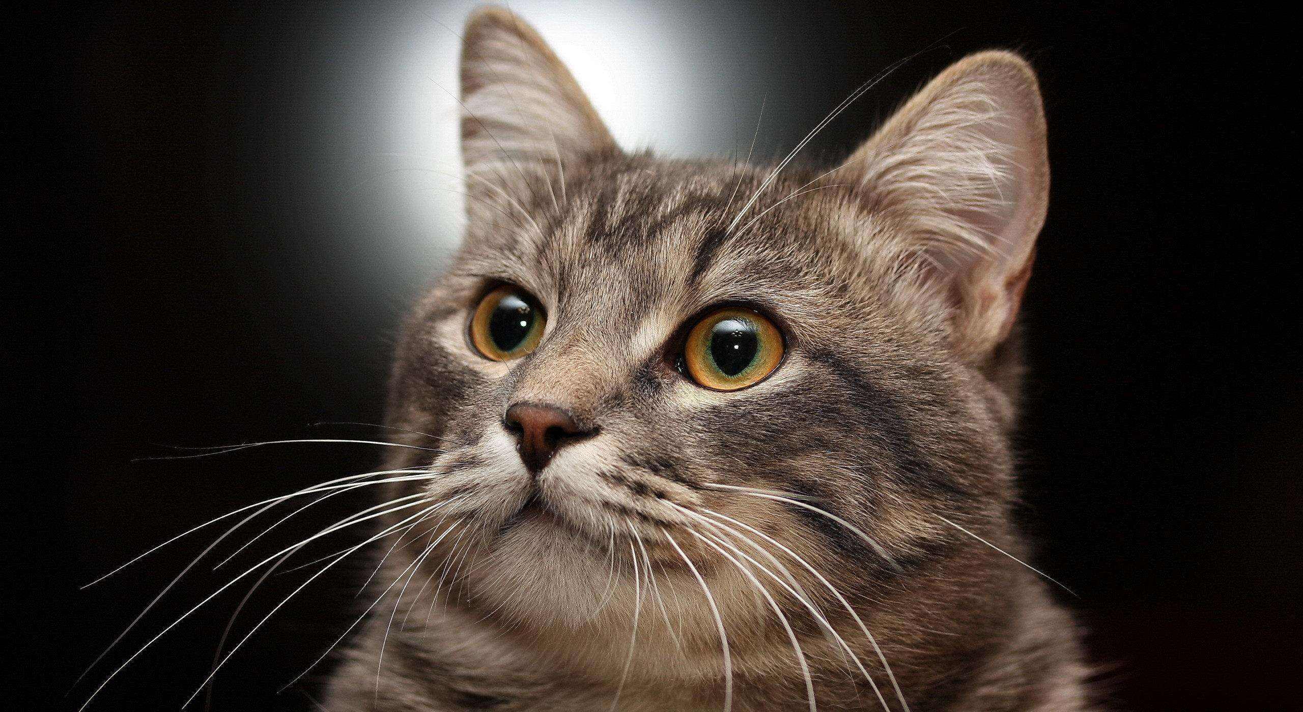 猫咪为什么不能碰胡子根部 (猫咪的胡子为什么碰不得)